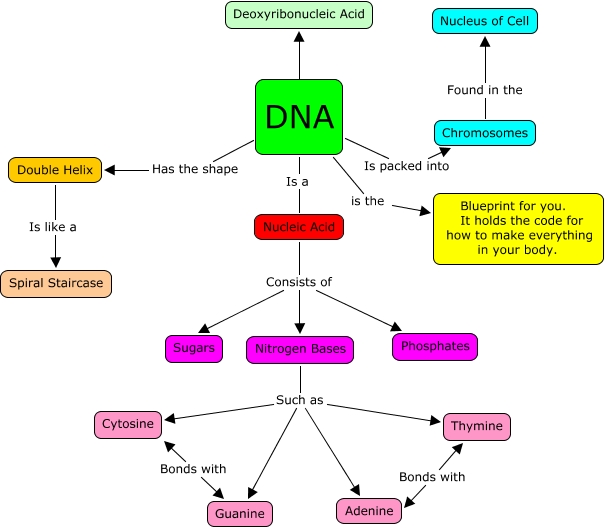 dna homework key